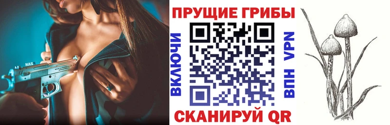 купить цена Киренск Галлюциногенные грибы Cubensis
